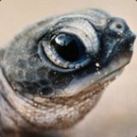 chulaibacaonima