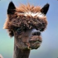 shremp
