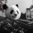 Panda.