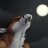 Werefox