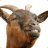 BrianTheGoat