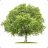 a tree